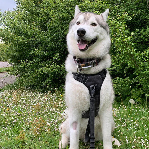 WalkEase – comfortabel wandelen zonder trekken.